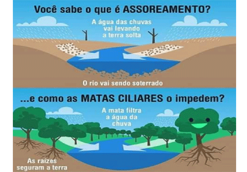 Assoreamento e Mata Ciliar